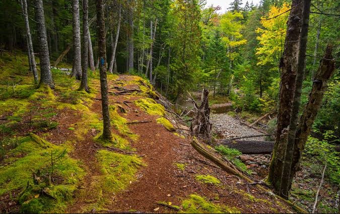 Mossy trail running above a rocky creek bed in old timber