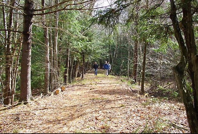 Two hunters walking a leaf covered forest road in early spring