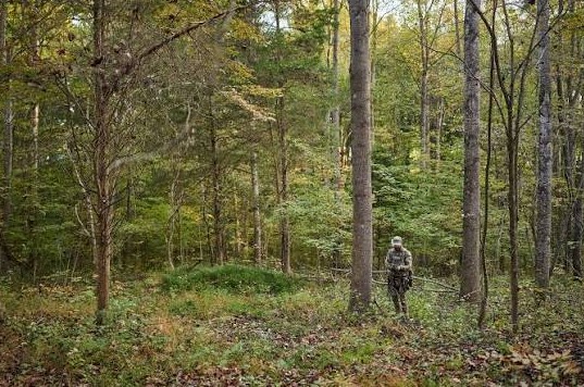 Hunter standing in open hardwood timber during the whitetail rut