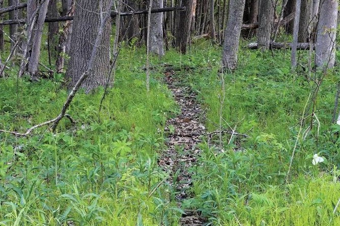 Narrow game trail worn through green undergrowth