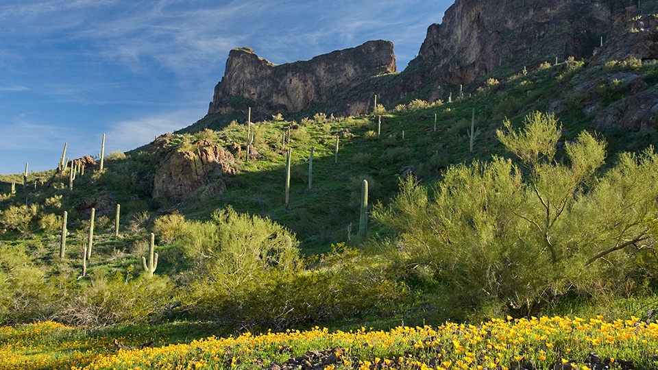 Saguaro cactus and desert poppies on an Arizona hillside